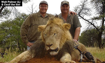 walt-palmer-kills-cecil-the-lion-lead